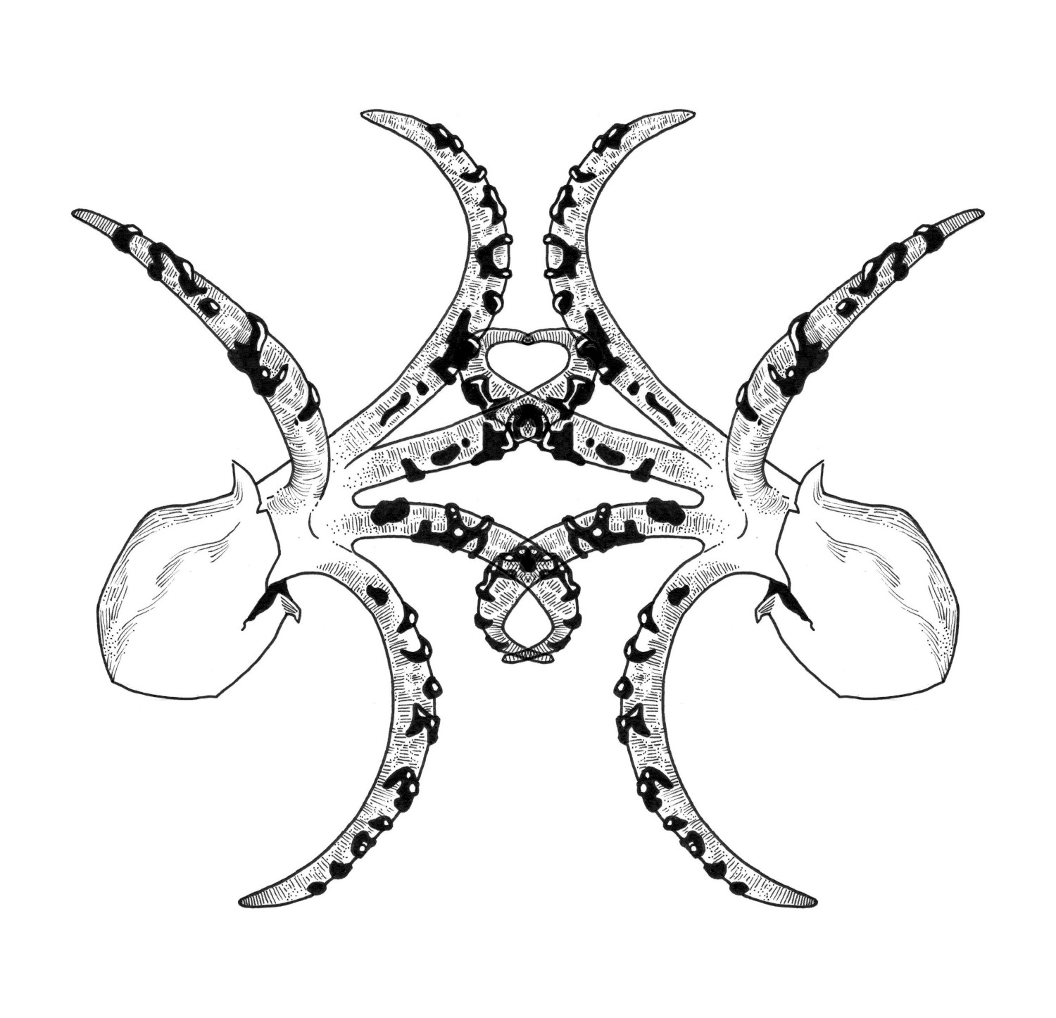 Octofungi