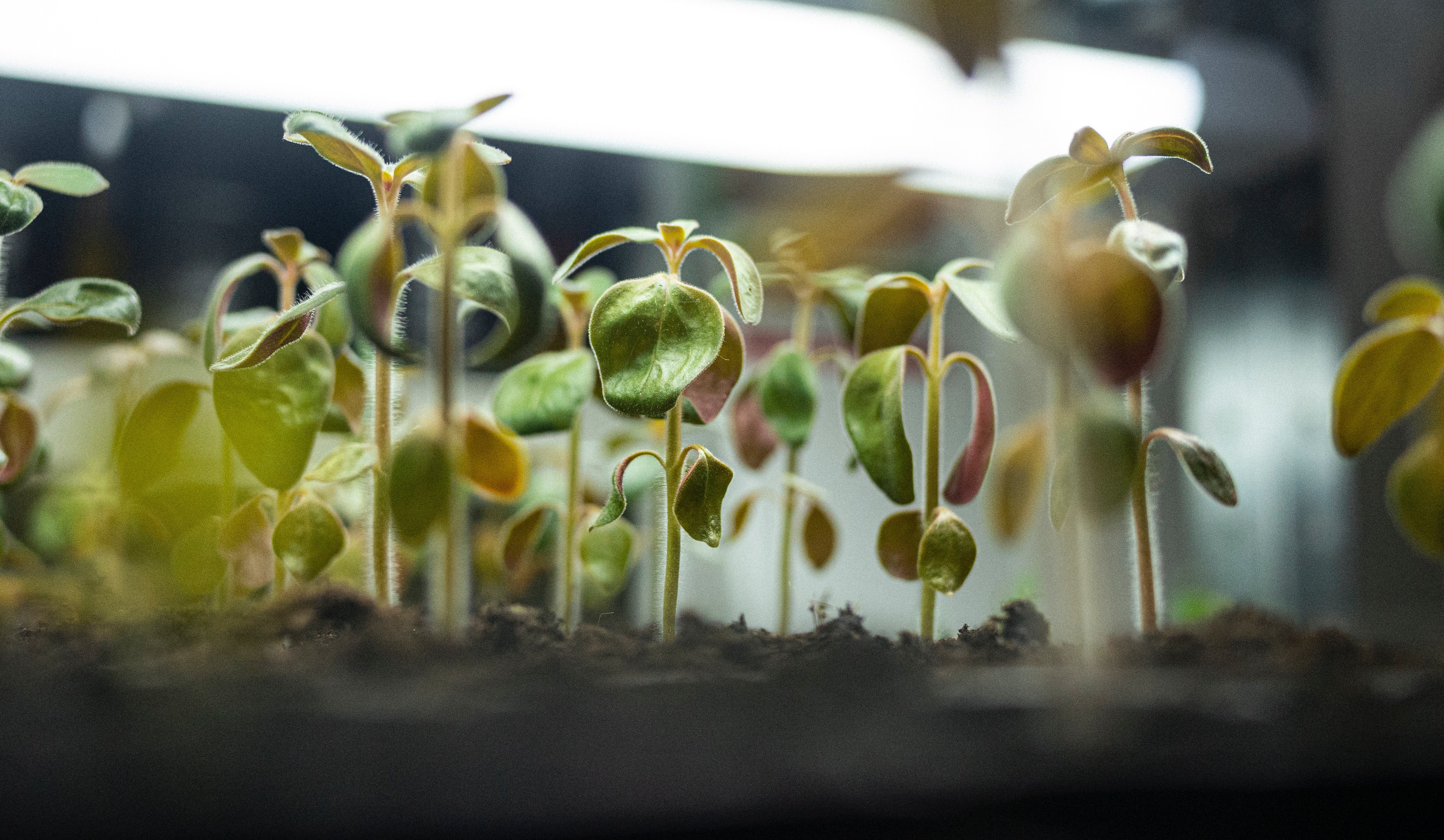 Organic idea tentacular seedlings, from Unsplash